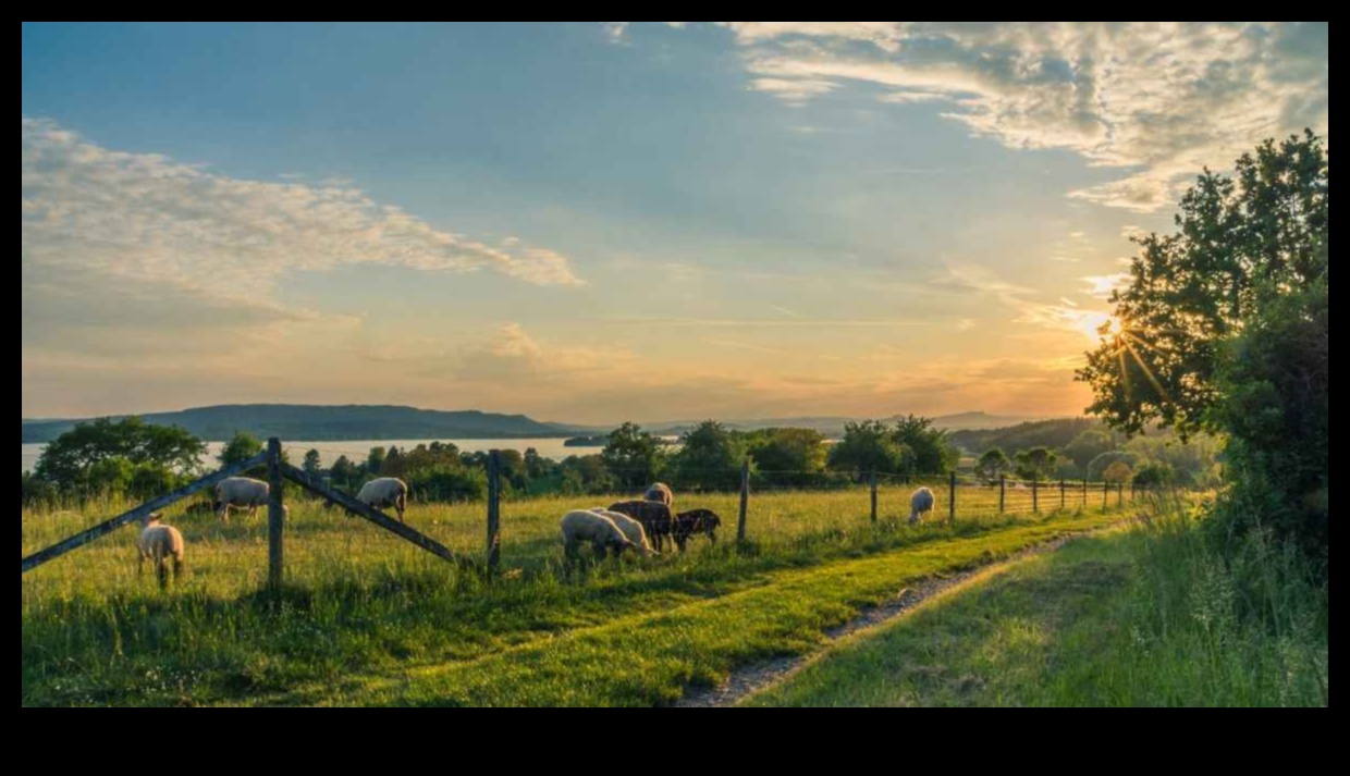 الحقائق الريفية: التقاط سحر الريف في التصوير الفوتوغرافي