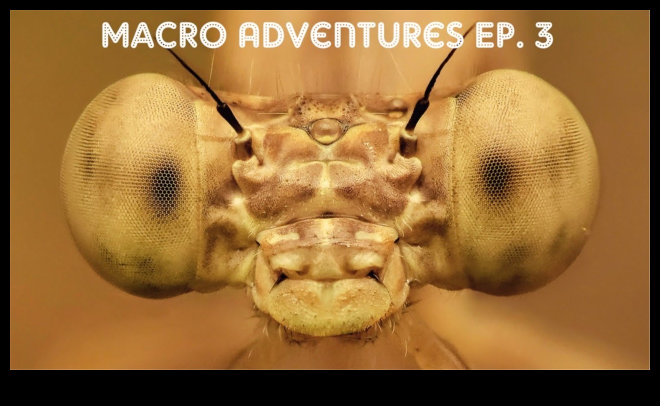 سجلات قريبة: رحلات غامرة عبر عالم وحدات الماكرو