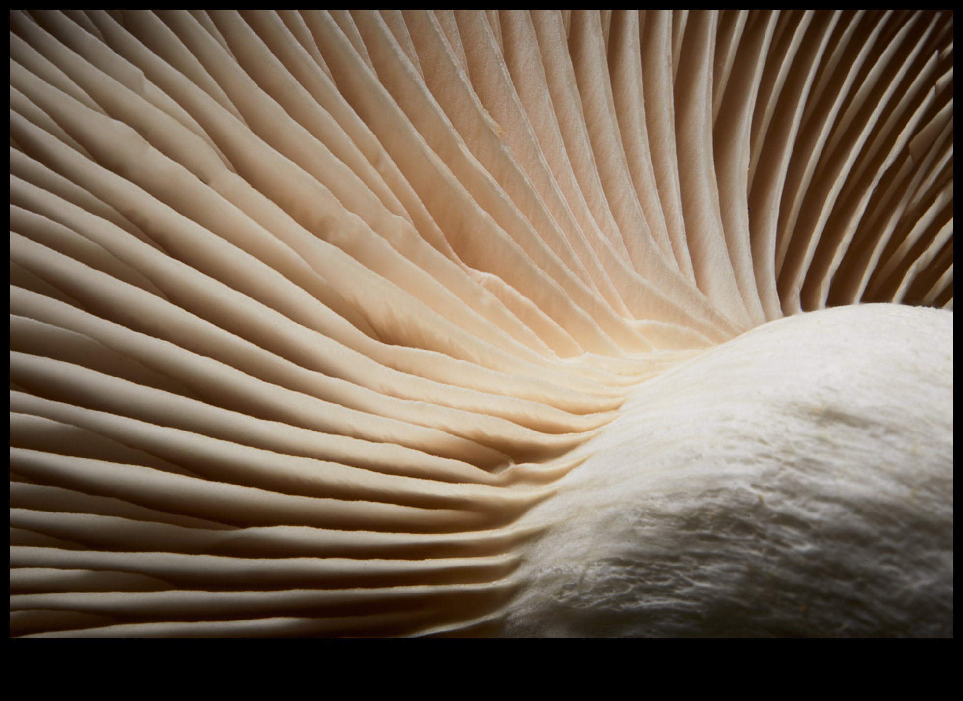 سجلات قريبة: رحلات غامرة عبر عالم وحدات الماكرو