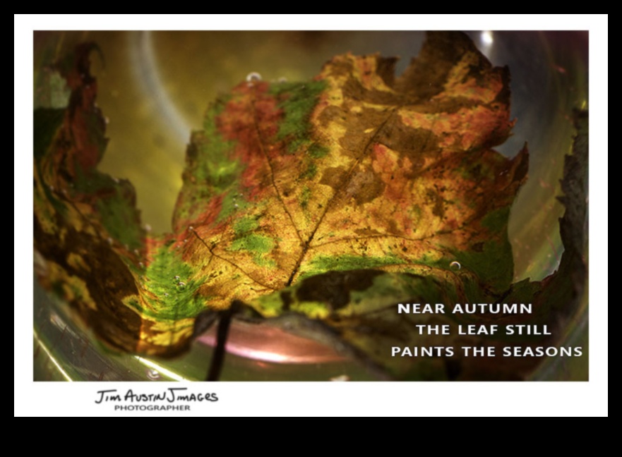 الشعر المصور: خلق الهايكو البصري في التصوير الفوتوغرافي