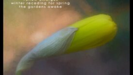 الشعر المصور: خلق الهايكو البصري في التصوير الفوتوغرافي