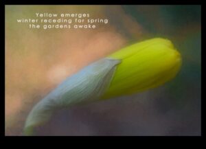 الشعر المصور: خلق الهايكو البصري في التصوير الفوتوغرافي