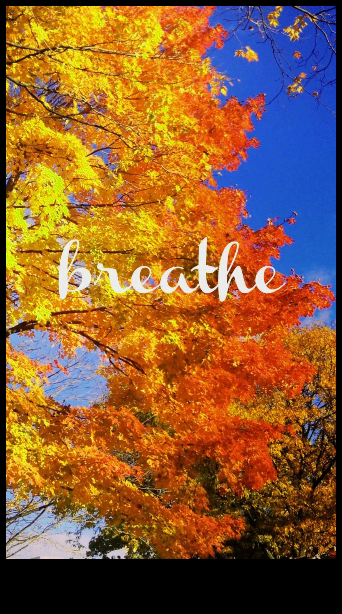 هالات الخريف: التقاط دفء الخريف باستخدام أساليب التصوير الموسمية